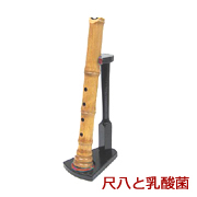 尺八と乳酸菌