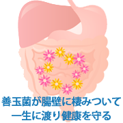 腸内フローラの正体