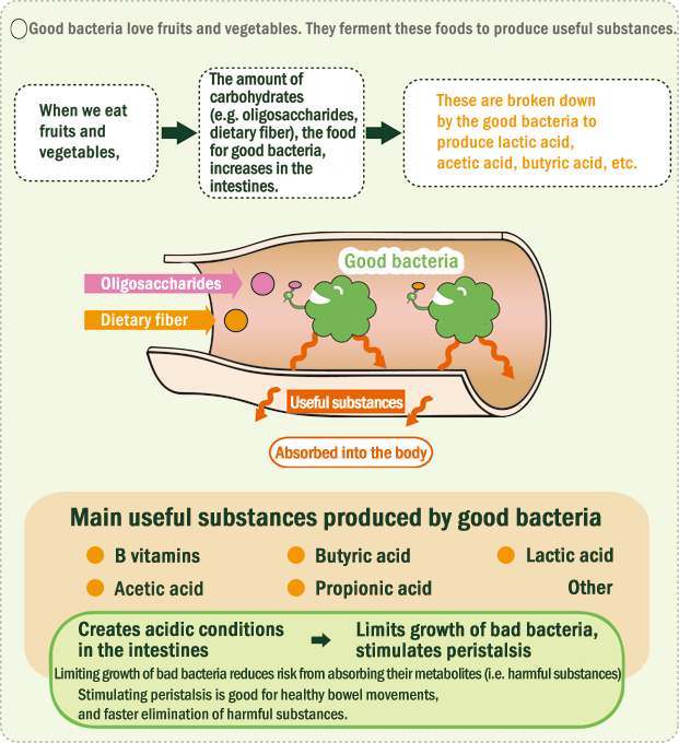 grow older,intestinal bacteria