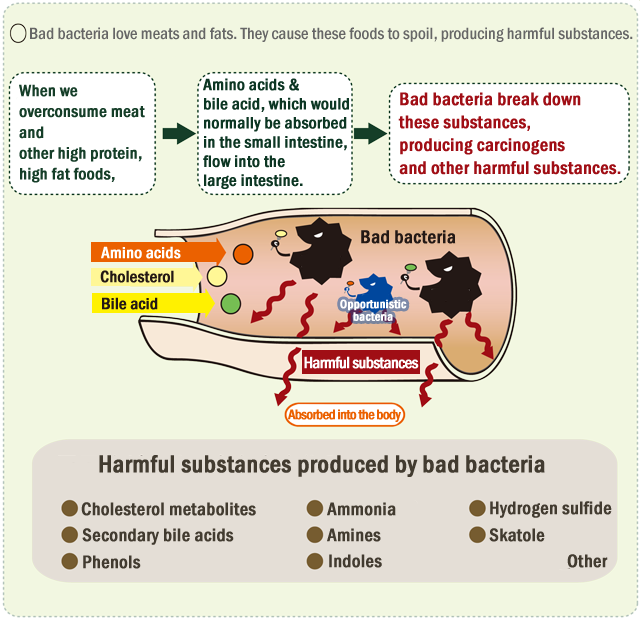 goodl bacteria,increase