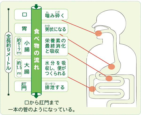 腸のしくみ